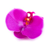 'Purple Orchid' Hairpin